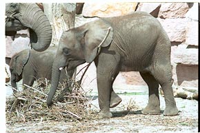 Tier-Aufnahme aus dem Tierpark Berlin 2002