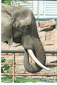 Tier-Aufnahme aus dem Tierpark Berlin 2002