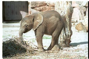 Tier-Aufnahme aus dem Tierpark Berlin 2002