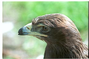 Tier-Aufnahme aus dem Tierpark Berlin 2002