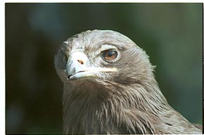 Tier-Aufnahme aus dem Tierpark Berlin 2002