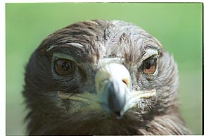 Tier-Aufnahme aus dem Tierpark Berlin 2002