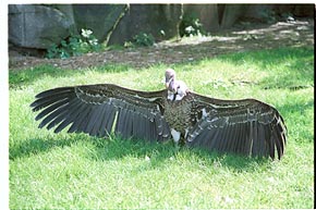 Tier-Aufnahme aus dem Tierpark Berlin 2002
