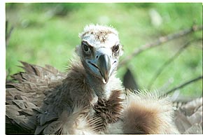 Tier-Aufnahme aus dem Tierpark Berlin 2002
